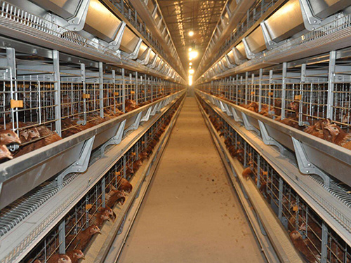 四川层叠式蛋鸡养殖设备